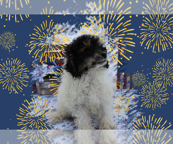 Medium Photo #15 Poodle (Toy) Puppy For Sale in CHANUTE, KS, USA