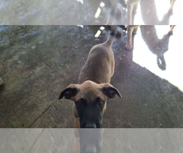 Medium Photo #3 German Shepherd Dog-Unknown Mix Puppy For Sale in Sebec, ME, USA