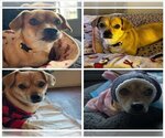 Small #1 Chihuahua Mix