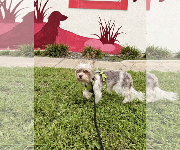 Medium Photo #6 Mutt Puppy For Sale in Sanford, FL, USA