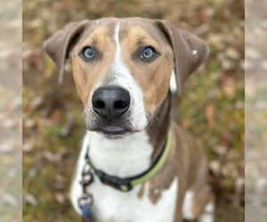 Mutt Dogs for adoption in Mt. Gilead, OH, USA