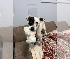 Stella - Female Mutt Dog for Adoption - Photo #8