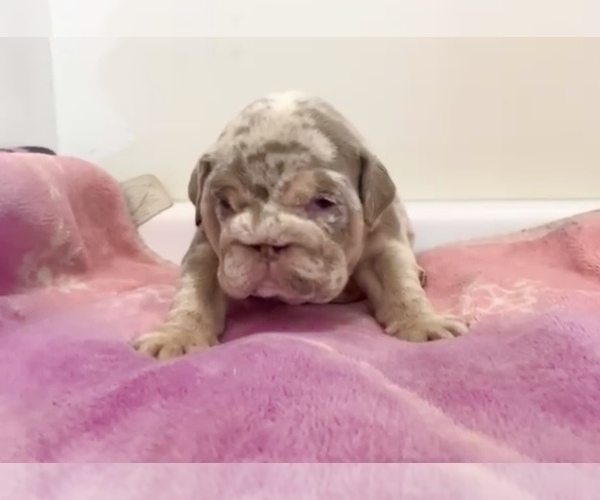 Medium Photo #9 English Bulldog Puppy For Sale in SEATTLE, WA, USA