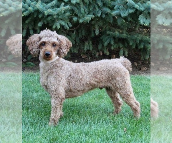 Medium Photo #1 Miniature Labradoodle Puppy For Sale in MILLERSBURG, OH, USA
