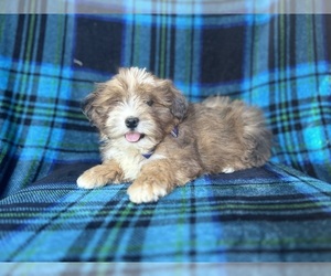 ShihPoo Puppy for sale in LAKELAND, FL, USA