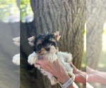 Small #5 Biewer Terrier