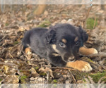Small Photo #19 Australian Shepherd Puppy For Sale in WILLIAMS, AZ, USA