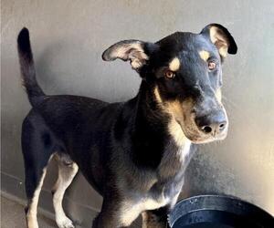 German Shepherd Dog-Unknown Mix Dogs for adoption in San Bernardino, CA, USA