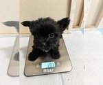 Small Photo #92 Yorkshire Terrier Puppy For Sale in HAYWARD, CA, USA