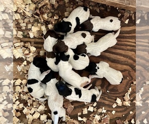 German Shorthaired Pointer Puppy for sale in WARSAW, NC, USA