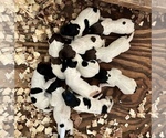 Small German Shorthaired Pointer