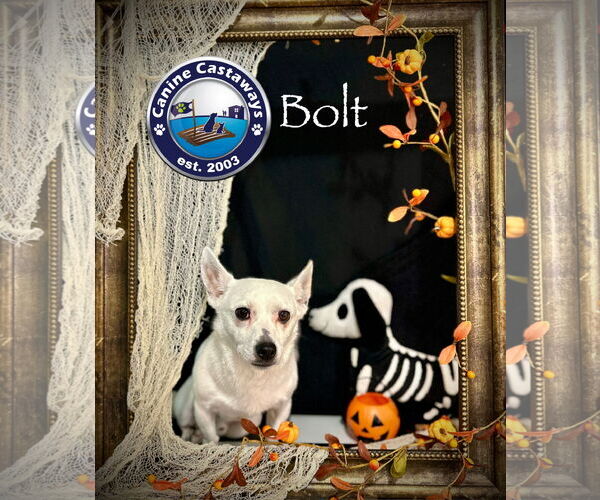 Medium Photo #1 Jack Russell Terrier Puppy For Sale in Arcadia, FL, USA