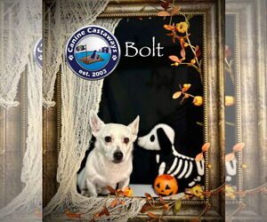 Jack Russell Terrier Dogs for adoption in Arcadia, FL, USA