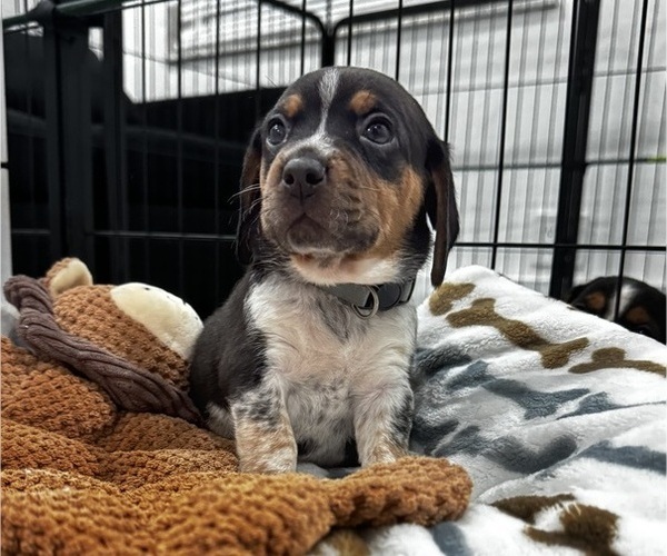 Medium Photo #1 Beagle Puppy For Sale in FORT LAUDERDALE, FL, USA