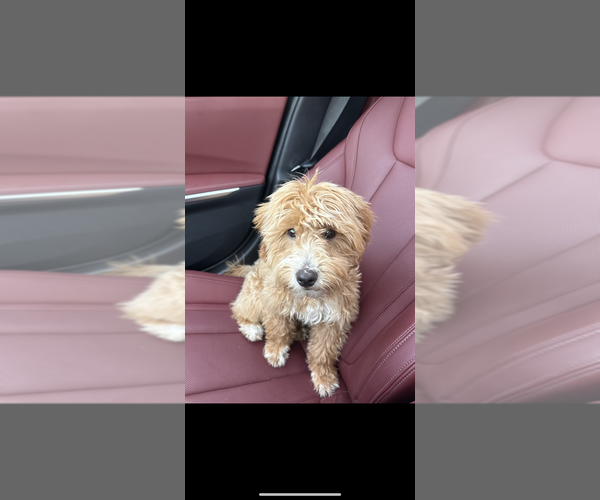 Medium Photo #3 Goldendoodle (Miniature) Puppy For Sale in STATEN ISLAND, NY, USA