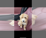 Small #2 Goldendoodle (Miniature)