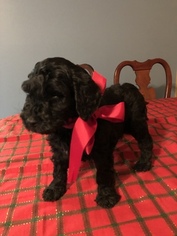 Goldendoodle Puppy for sale in URBANA, OH, USA