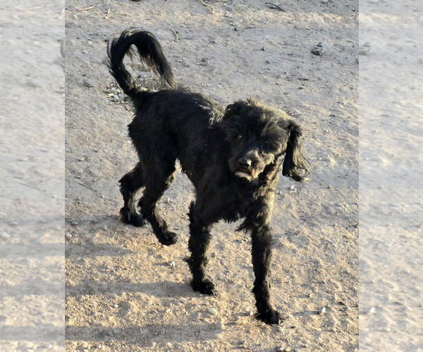Medium Photo #2 Maltipoo Puppy For Sale in Peralta, NM, USA