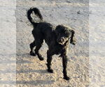 Small #1 Maltipoo