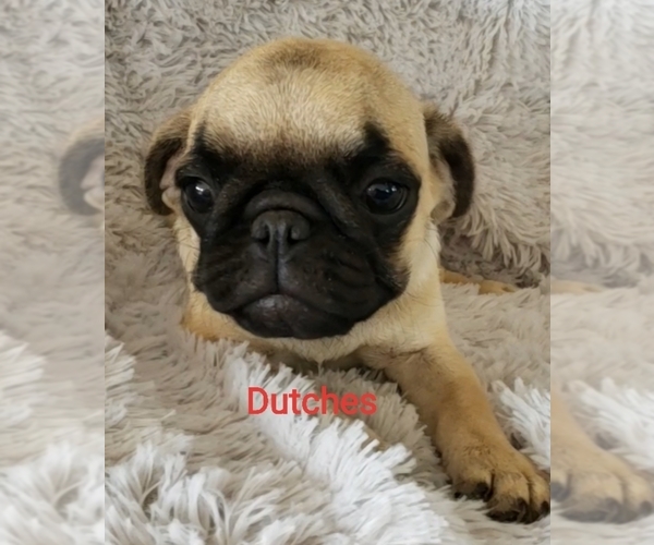 Medium Photo #8 Pug Puppy For Sale in LOUISE, TX, USA