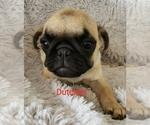 Small Photo #8 Pug Puppy For Sale in LOUISE, TX, USA