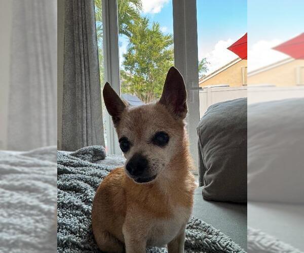 Medium Photo #5 Chihuahua Puppy For Sale in Plantation, FL, USA