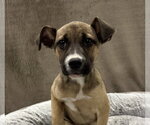 Small #10 German Shepherd Dog Mix