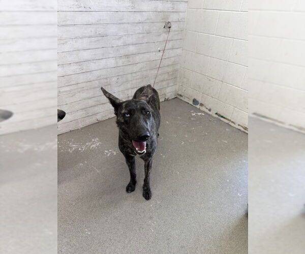 Medium Photo #1 Dutch Shepherd -Unknown Mix Puppy For Sale in San Bernardino, CA, USA