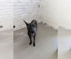 Medium Dutch Shepherd  Mix