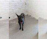 Small Dutch Shepherd Mix