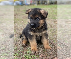 German Shepherd Dog Puppy for sale in SPANAWAY, WA, USA