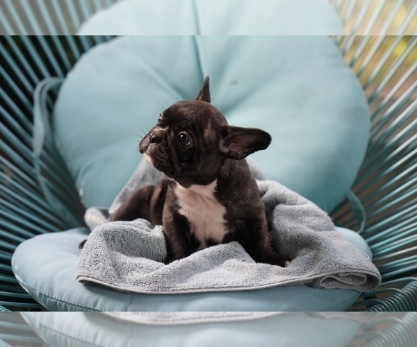 Full screen Photo #2 French Bulldog Puppy For Sale in TAMPA, FL, USA