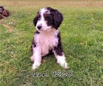 Small Photo #5 Miniature Bernedoodle Puppy For Sale in FREDERICKSBURG, OH, USA
