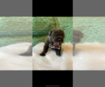 Small Photo #3 Cane Corso Puppy For Sale in BARGAINTOWN, NJ, USA