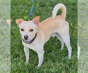 Chihuahua-Unknown Mix Dogs for adoption in Dana Point, CA, USA
