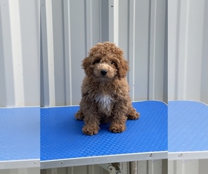 Goldendoodle (Miniature) Puppy for sale in NAPLES, FL, USA