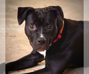 Bullboxer Pit Dogs for adoption in Thomasville, NC, USA