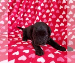 Labradoodle Puppy for sale in ROCKFORD, MI, USA