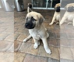 Small Photo #6 Anatolian Shepherd Puppy For Sale in HOLIDAY, FL, USA