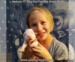 Small Photo #19 Dogo Argentino Puppy For Sale in JANE, MO, USA