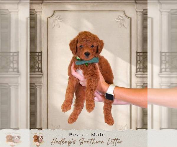 Medium Photo #1 Goldendoodle (Miniature) Puppy For Sale in NORCROSS, GA, USA