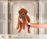 Puppy 2 Goldendoodle (Miniature)