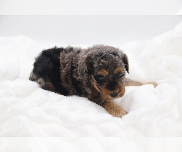 Medium Photo #57 Cockapoo Puppy For Sale in RIPLEY, TN, USA