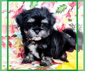 Mal-Shi Puppy for sale in TAYLOR, TX, USA