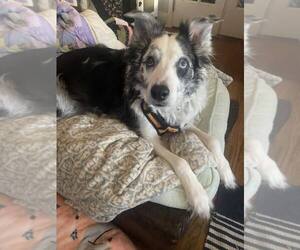 Collie-Unknown Mix Dogs for adoption in St. Cloud, MN, USA