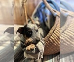 Puppy Ranger Australian Cattle Dog
