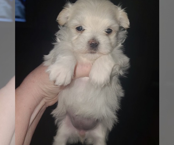 Medium Photo #1 Maltese Puppy For Sale in COLLINSVILLE, IL, USA