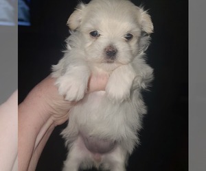 Maltese Puppy for Sale in COLLINSVILLE, Illinois USA