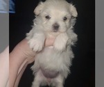 Small Photo #1 Maltese Puppy For Sale in COLLINSVILLE, IL, USA