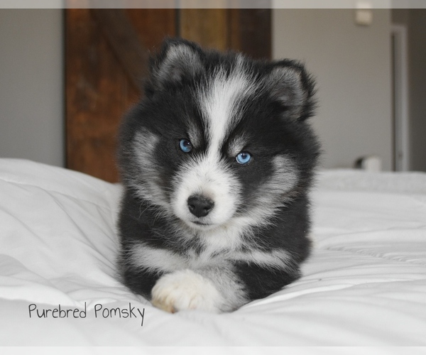 Medium Photo #2 Pomsky Puppy For Sale in KANSAS CITY, MO, USA